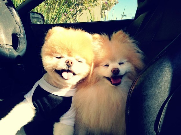 Бу и Бадди, Boo Buddy, милые собаки, померанский шпиц