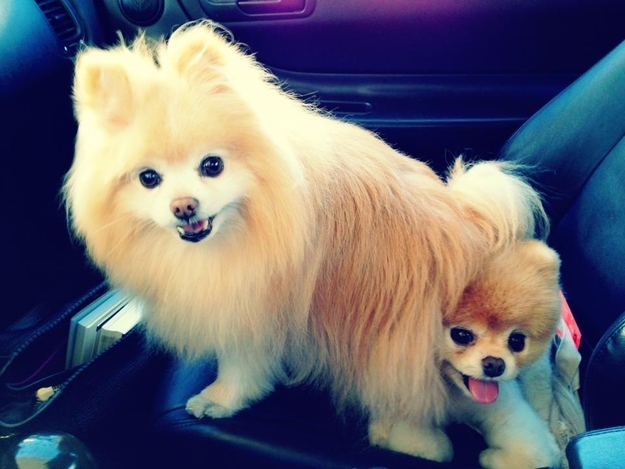 Бу и Бадди, Boo Buddy, милые собаки, померанский шпиц