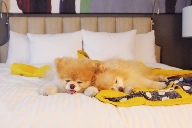 Бу и Бадди, Boo Buddy, милые собаки, померанский шпиц