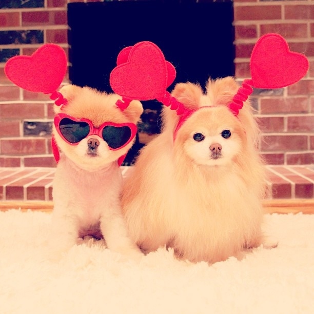 Бу и Бадди, Boo Buddy, милые собаки, померанский шпиц