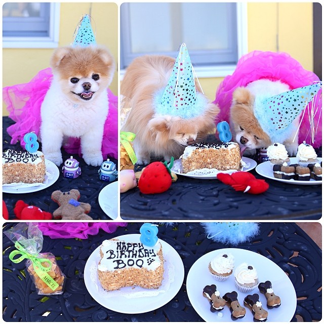 Бу и Бадди, Boo Buddy, милые собаки, померанский шпиц