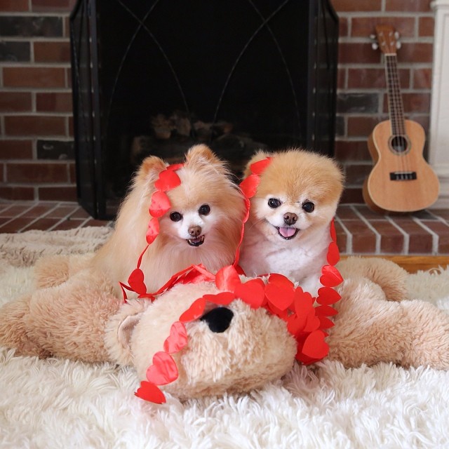 Бу и Бадди, Boo Buddy, милые собаки, померанский шпиц