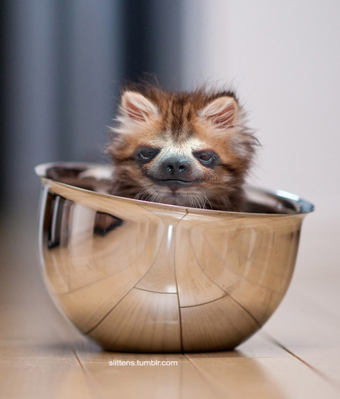 Ленята, котята и ленивцы в одном, slittens