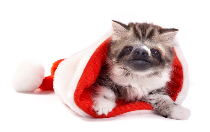 Ленята, котята и ленивцы в одном, slittens