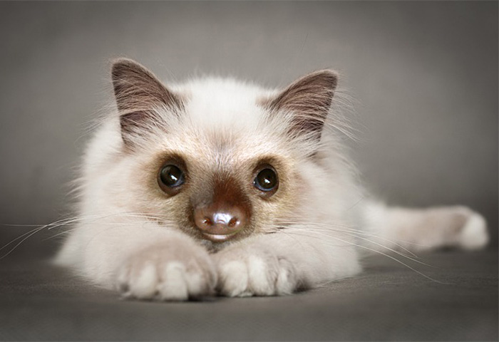 Ленята, котята и ленивцы в одном, slittens