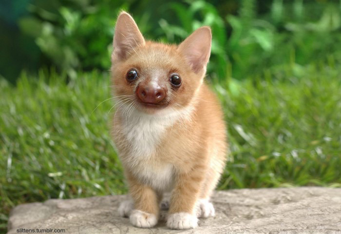 Ленята, котята и ленивцы в одном, slittens