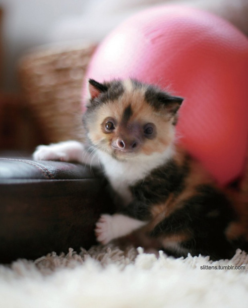 Ленята, котята и ленивцы в одном, slittens