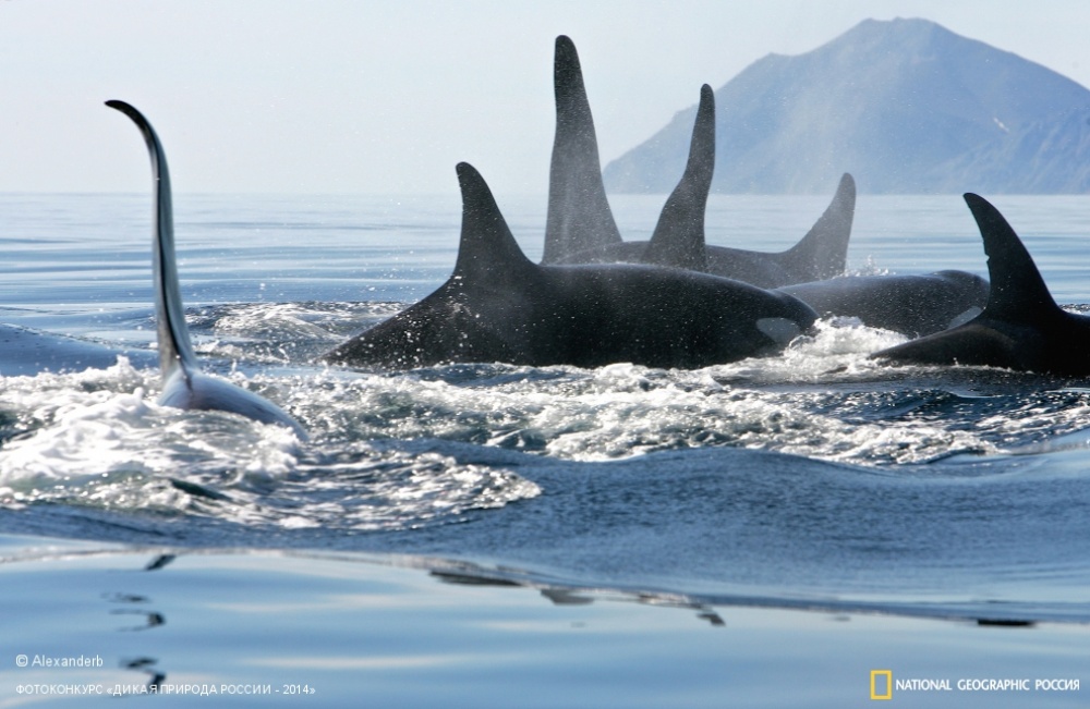 National Geographic Россия, Дикая природа России-2014