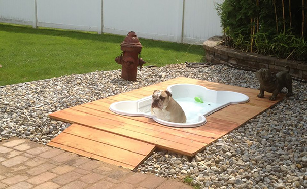 подарки для собак, креативные смешные подарки для собак