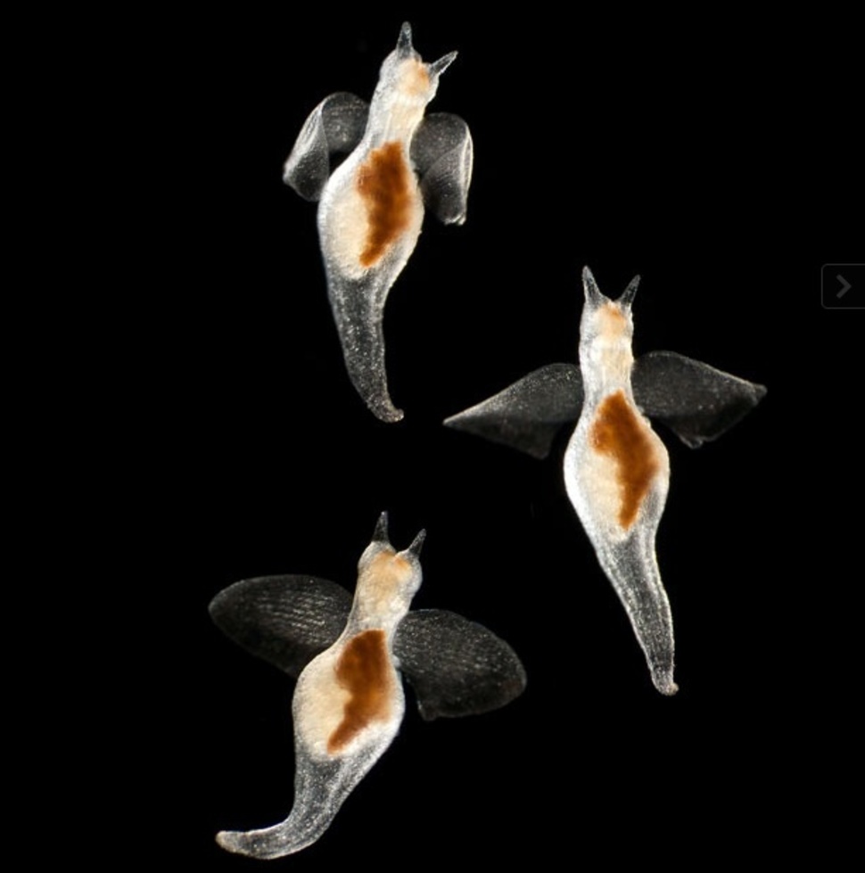 21 вид прозрачных животных, которые действительно существуют на нашей планете прозрачные животные, прозрачные виды животных, стеклянные животные