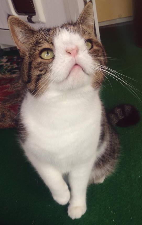 cat monty, кот аватар, кот с необычной мордочкой, кот без спинки носа