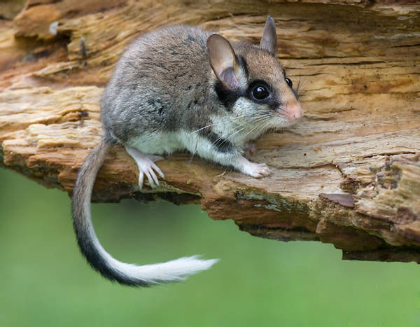 странные блюда древности, 10 странных блюда из поваренных книг