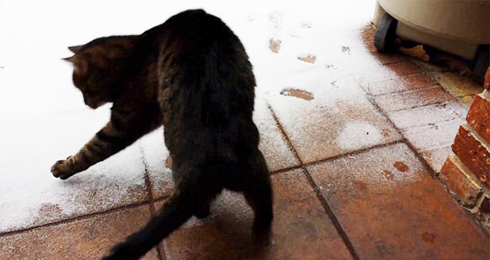 животные первые видят первый снег, животные видят снег первый раз