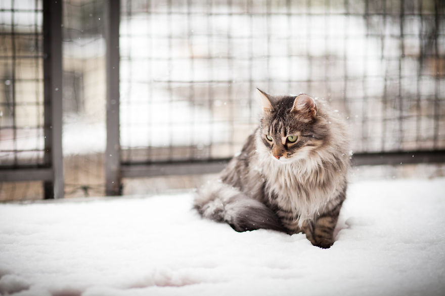 животные первые видят первый снег, животные видят снег первый раз