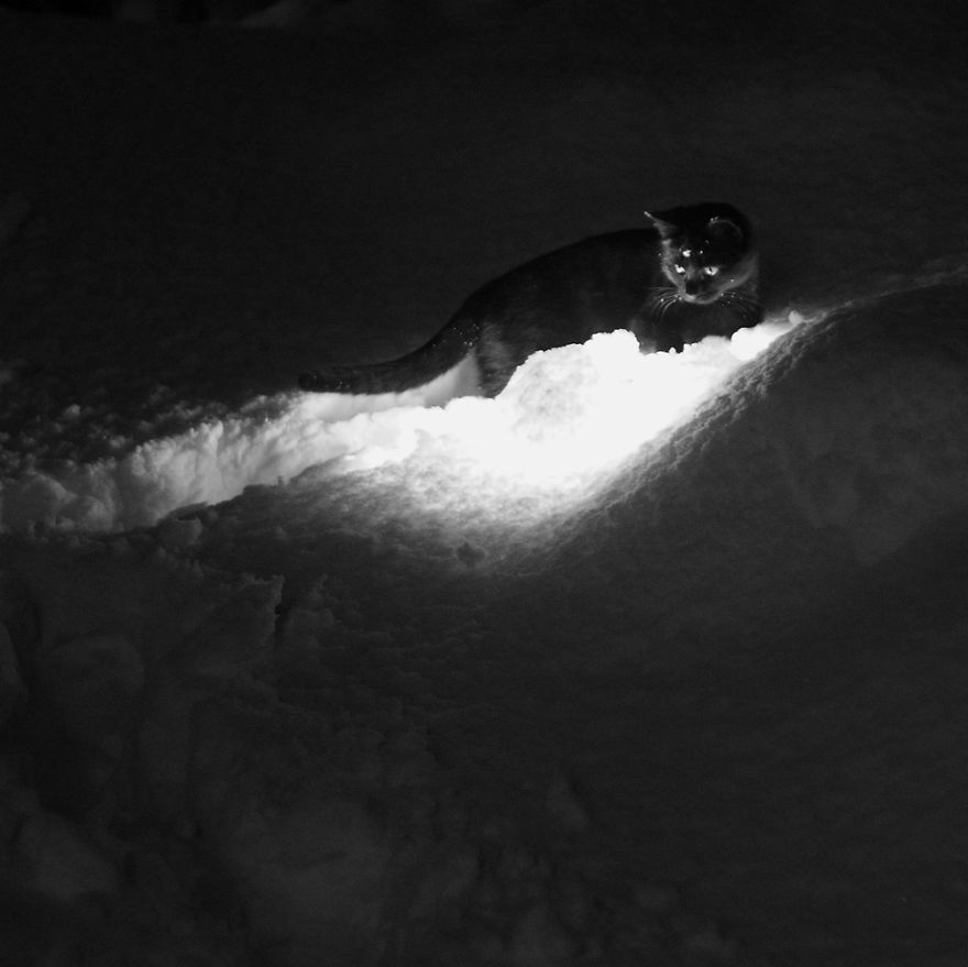 животные первые видят первый снег, животные видят снег первый раз