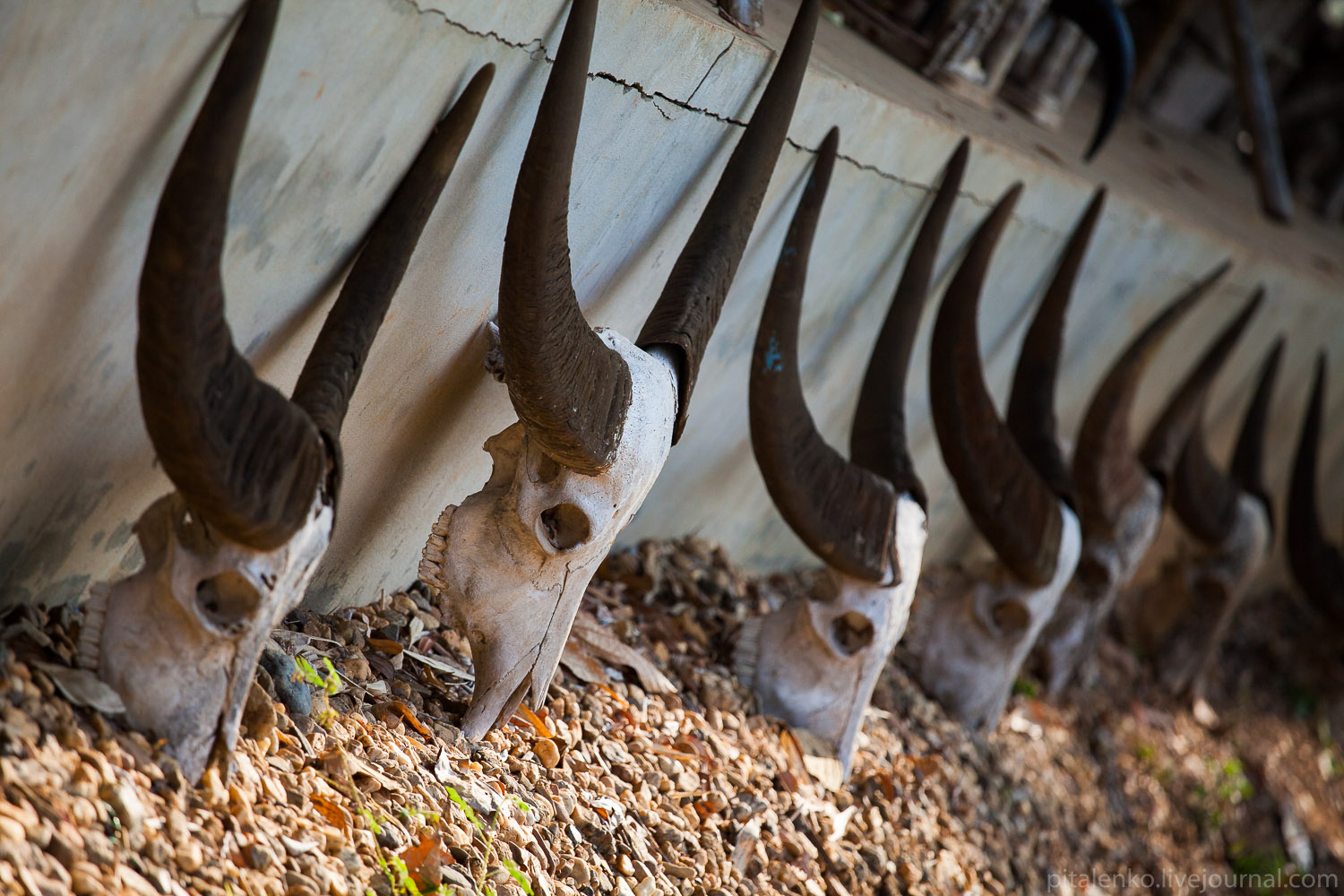 Чёрный дом на севере Таиланда, Baan Si Dum, Чианграй, Thawan Duchanee