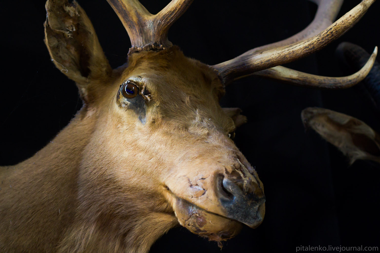 Чёрный дом на севере Таиланда, Baan Si Dum, Чианграй, Thawan Duchanee