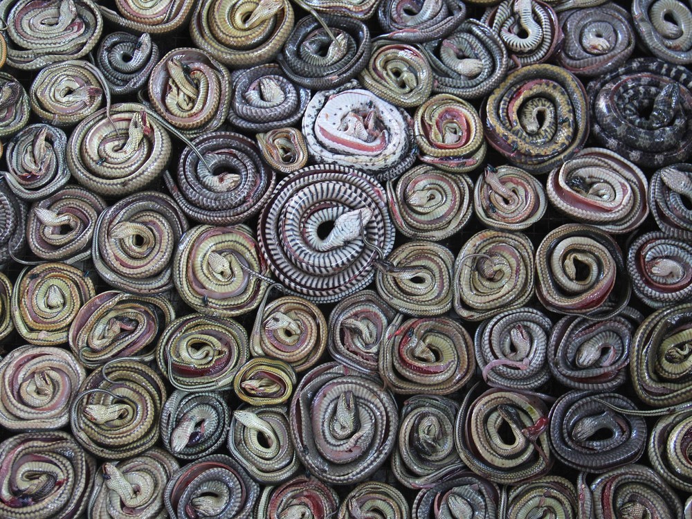 Змеиная бойня, Как получают змеиную кожу, змеиная кожа изготовление, змеиная кожа производство