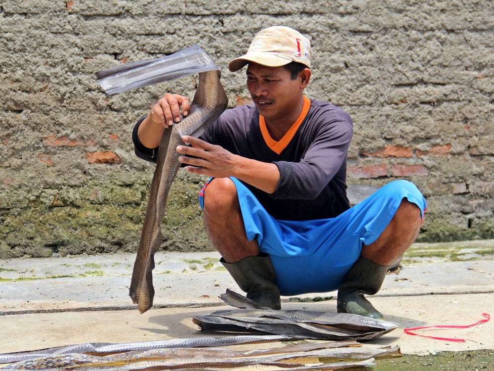 Змеиная бойня, Как получают змеиную кожу, змеиная кожа изготовление, змеиная кожа производство