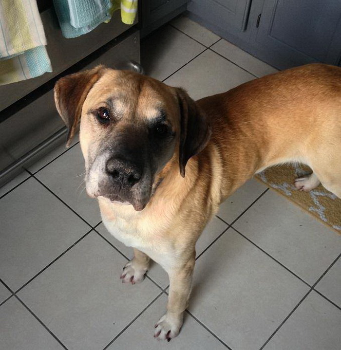 50 пулек в теле собаки, Поркчоп, Porkchop, рентгеновский снимок собаки, ветеринары обнаружили