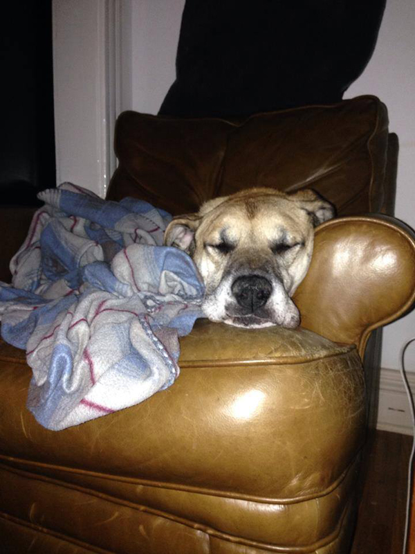 50 пулек в теле собаки, Поркчоп, Porkchop, рентгеновский снимок собаки, ветеринары обнаружили