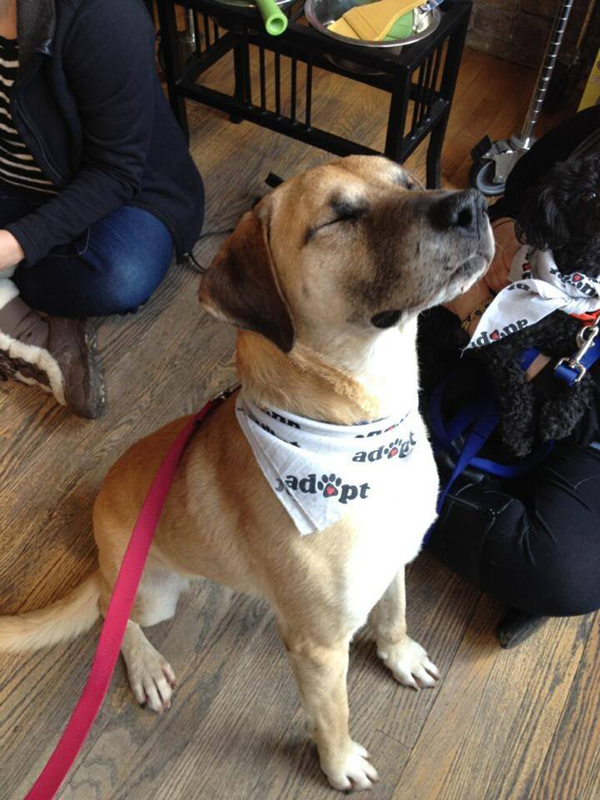 50 пулек в теле собаки, Поркчоп, Porkchop, рентгеновский снимок собаки, ветеринары обнаружили