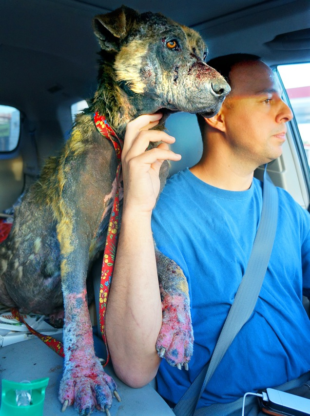 Bethany dog, спасение Бетани, Eldad Hagar, Hope For Paws, бездомные собаки