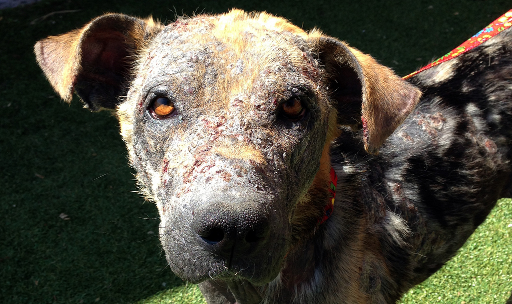 Bethany dog, спасение Бетани, Eldad Hagar, Hope For Paws, бездомные собаки