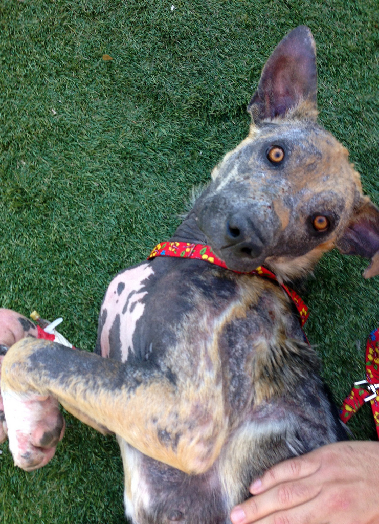 Bethany dog, спасение Бетани, Eldad Hagar, Hope For Paws, бездомные собаки