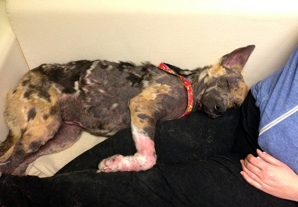 Bethany dog, спасение Бетани, Eldad Hagar, Hope For Paws, бездомные собаки