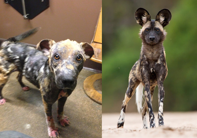 Bethany dog, спасение Бетани, Eldad Hagar, Hope For Paws, бездомные собаки