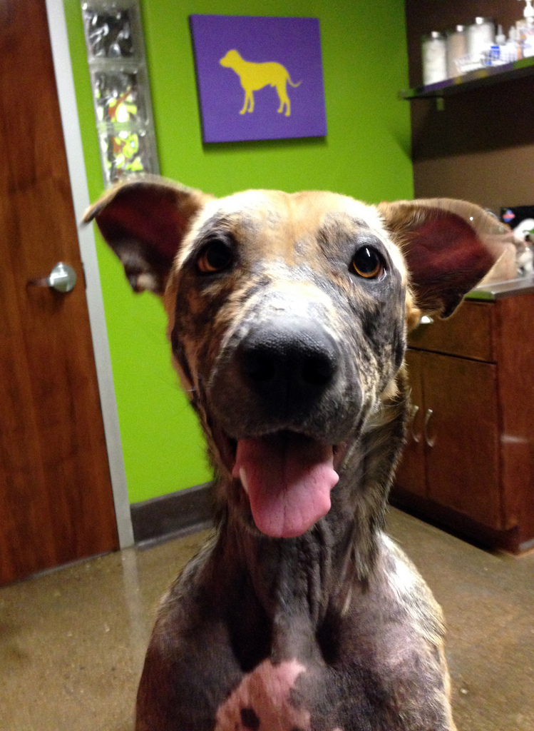 Bethany dog, спасение Бетани, Eldad Hagar, Hope For Paws, бездомные собаки