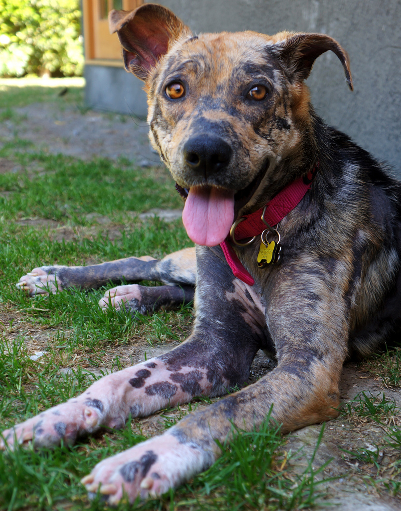 Bethany dog, спасение Бетани, Eldad Hagar, Hope For Paws, бездомные собаки