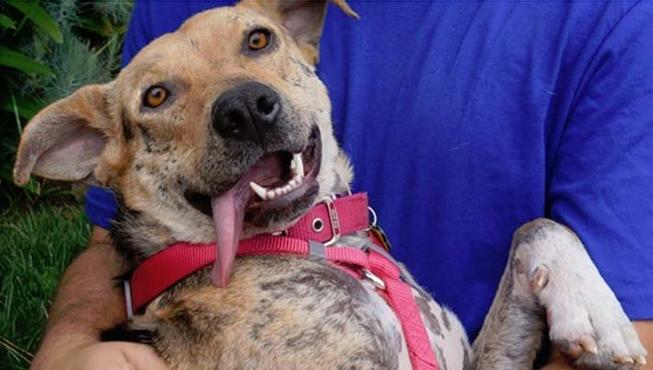 Bethany dog, спасение Бетани, Eldad Hagar, Hope For Paws, бездомные собаки