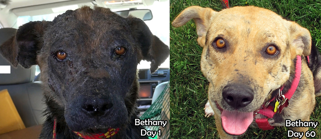 Bethany dog, спасение Бетани, Eldad Hagar, Hope For Paws, бездомные собаки