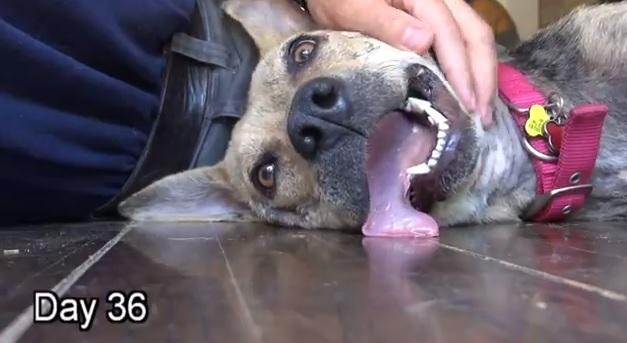 Bethany dog, спасение Бетани, Eldad Hagar, Hope For Paws, бездомные собаки