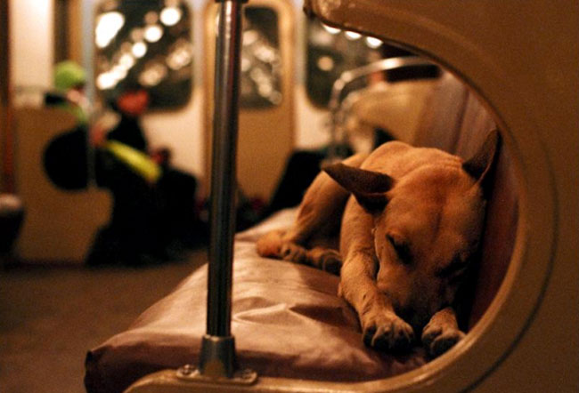 20 любопытных и малоизвестных фактов о собаках факты о собаках. интересные факты о собаках, интересные истории о собаках