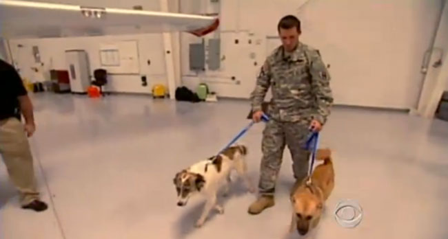 20 любопытных и малоизвестных фактов о собаках факты о собаках. интересные факты о собаках, интересные истории о собаках