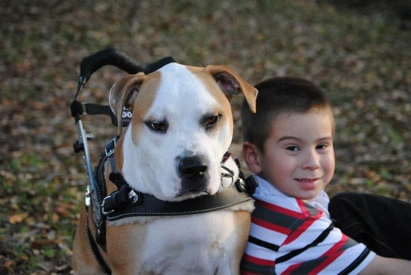 20 любопытных и малоизвестных фактов о собаках факты о собаках. интересные факты о собаках, интересные истории о собаках