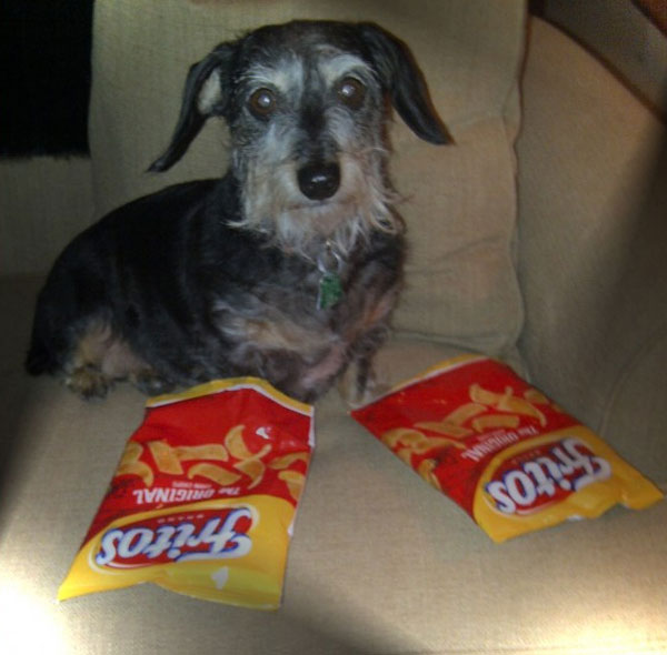 20 любопытных и малоизвестных фактов о собаках факты о собаках. интересные факты о собаках, интересные истории о собаках