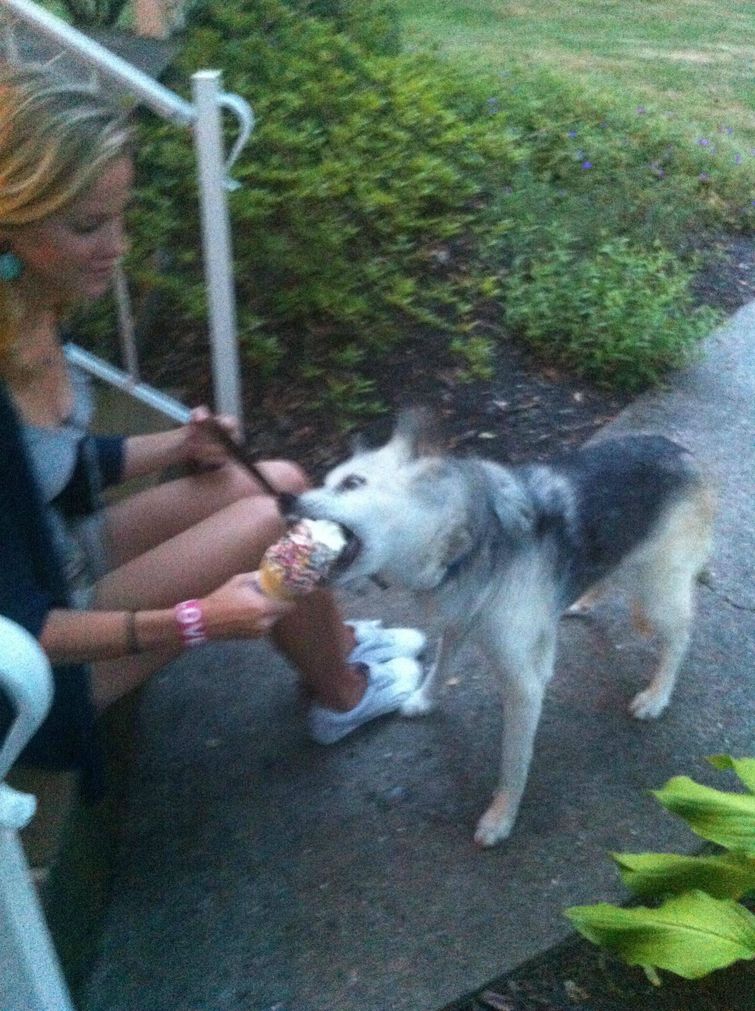 Мороженое для собаки перед усыпили, Meeka, Мика, собака перед тем как усыпили, мороженое Мика усыпили