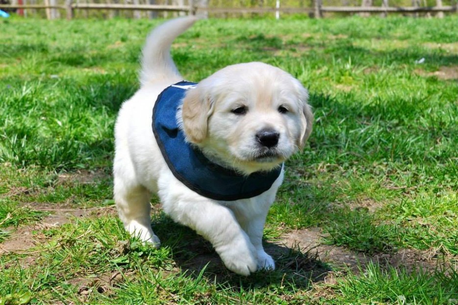 26 милейших щенков, которые доказали свою храбрость разными способами смешные щенки, храбрые щенки,