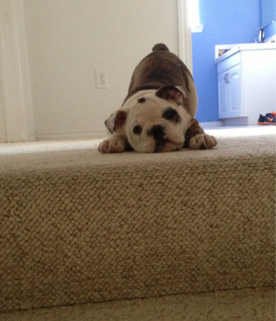 26 милейших щенков, которые доказали свою храбрость разными способами смешные щенки, храбрые щенки,