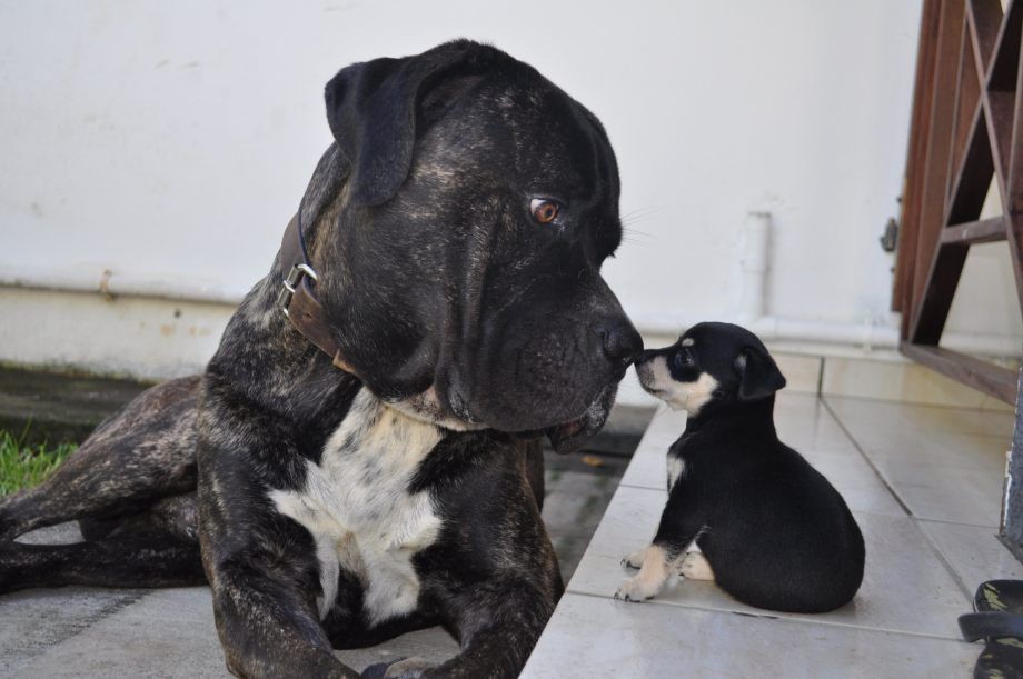 26 милейших щенков, которые доказали свою храбрость разными способами смешные щенки, храбрые щенки,