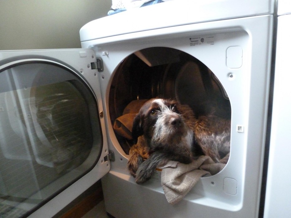 26 милейших щенков, которые доказали свою храбрость разными способами смешные щенки, храбрые щенки,