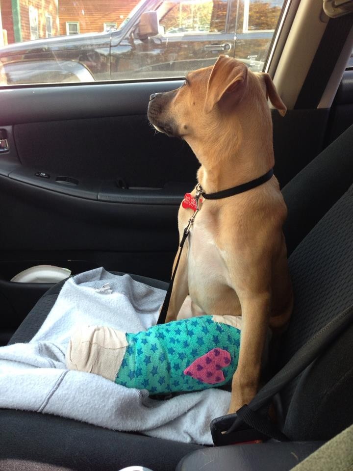 26 милейших щенков, которые доказали свою храбрость разными способами смешные щенки, храбрые щенки,