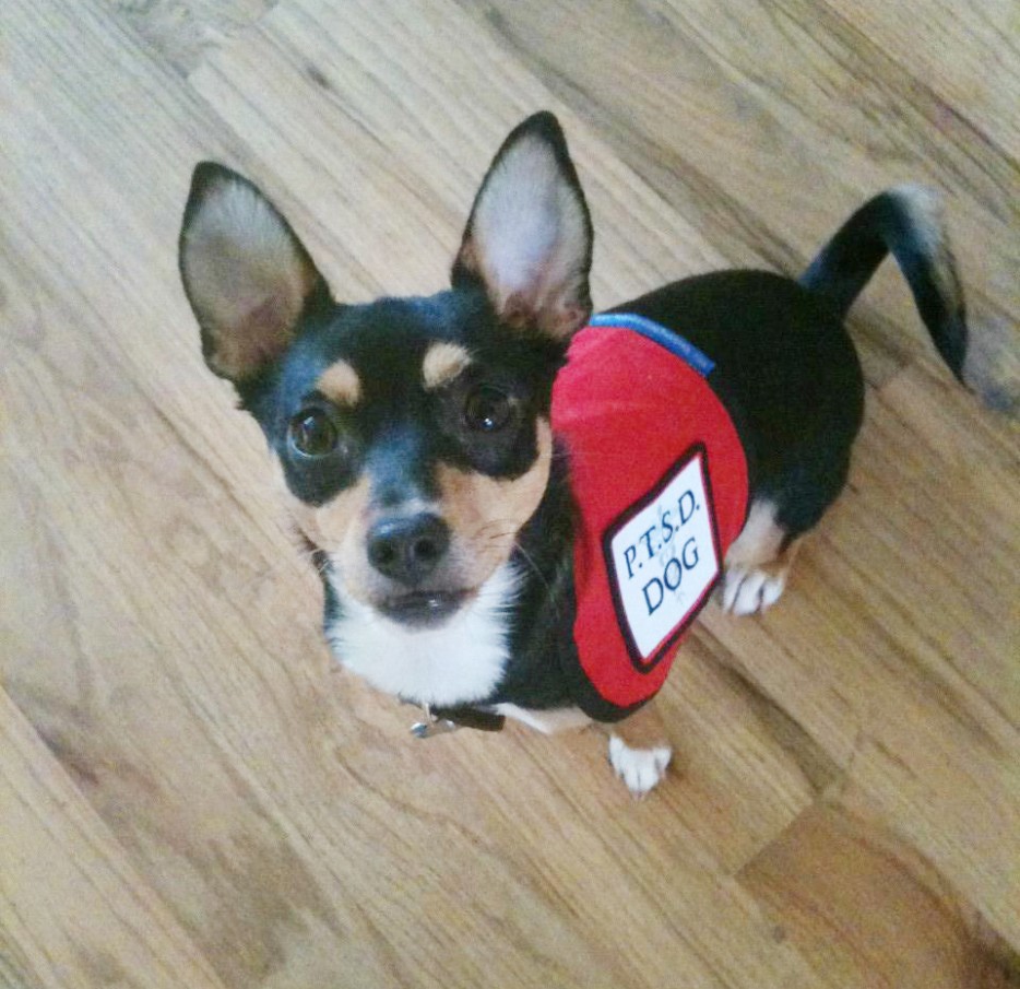 26 милейших щенков, которые доказали свою храбрость разными способами смешные щенки, храбрые щенки,