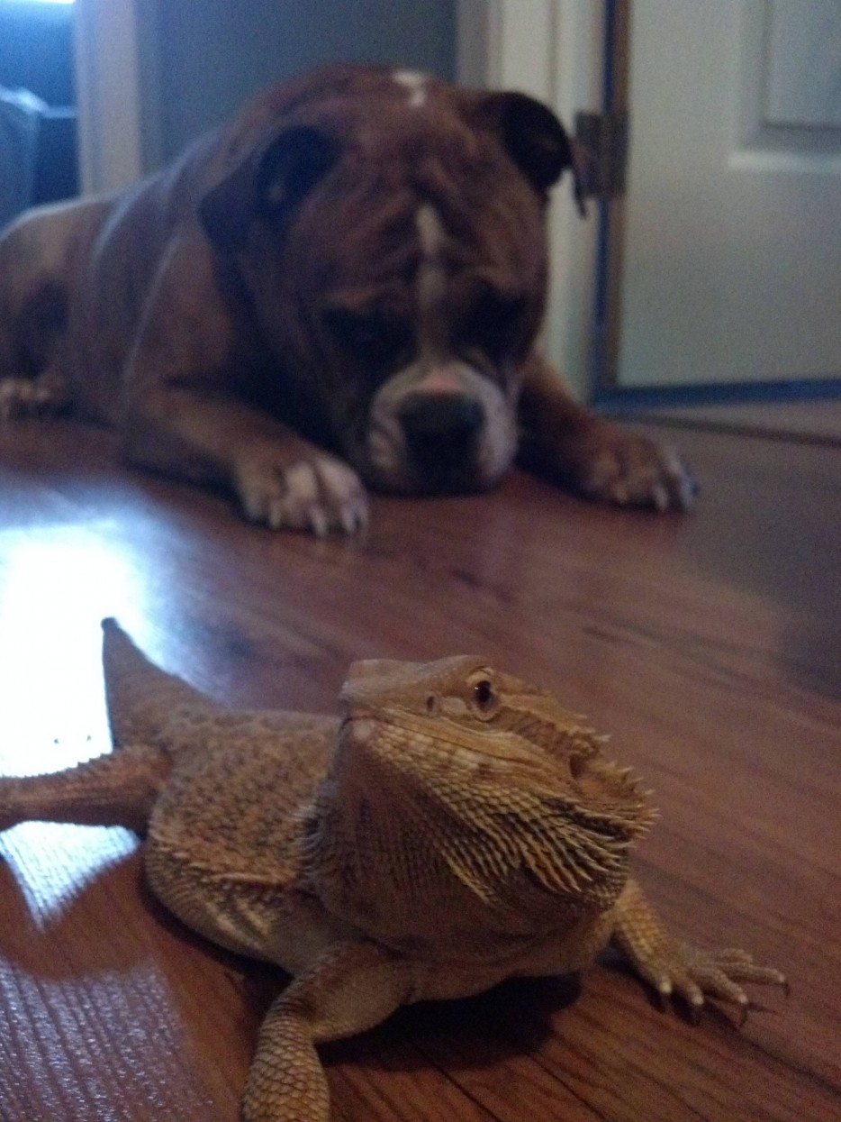 26 милейших щенков, которые доказали свою храбрость разными способами смешные щенки, храбрые щенки,