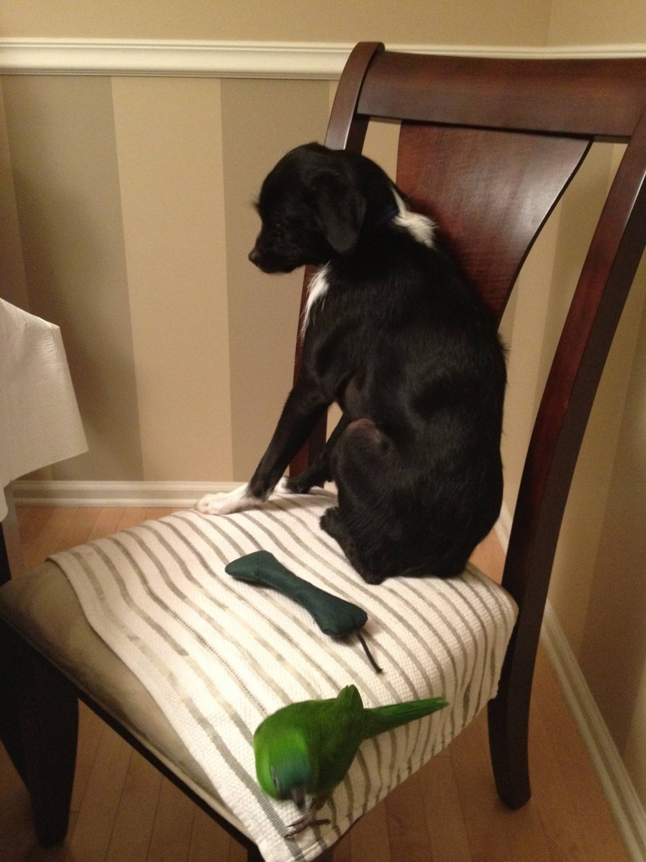 26 милейших щенков, которые доказали свою храбрость разными способами смешные щенки, храбрые щенки,