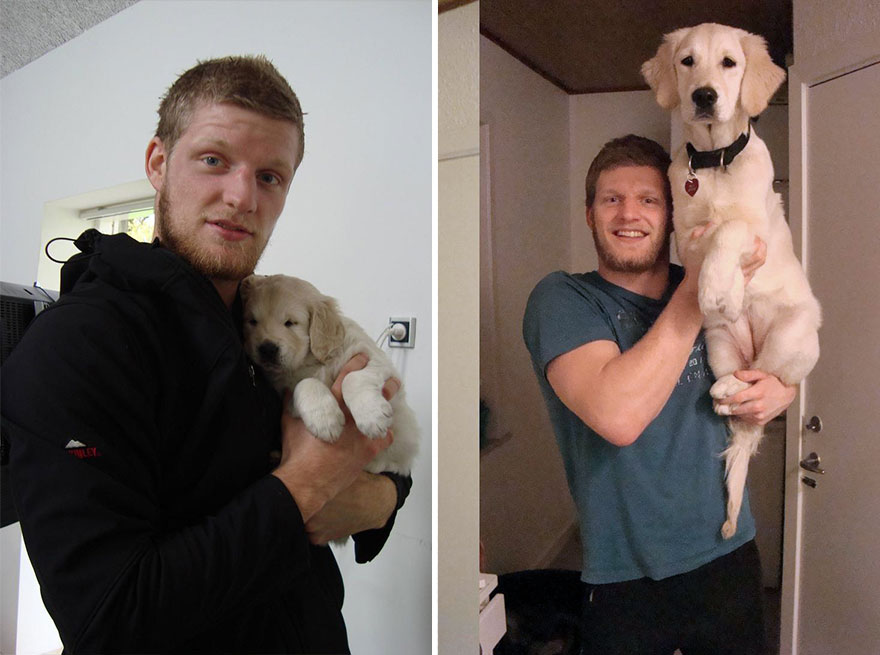 Мальчик вырос с собаками. Щенок вырос. Собаки которые вырастают. Щенки до и после. Собака растет.
